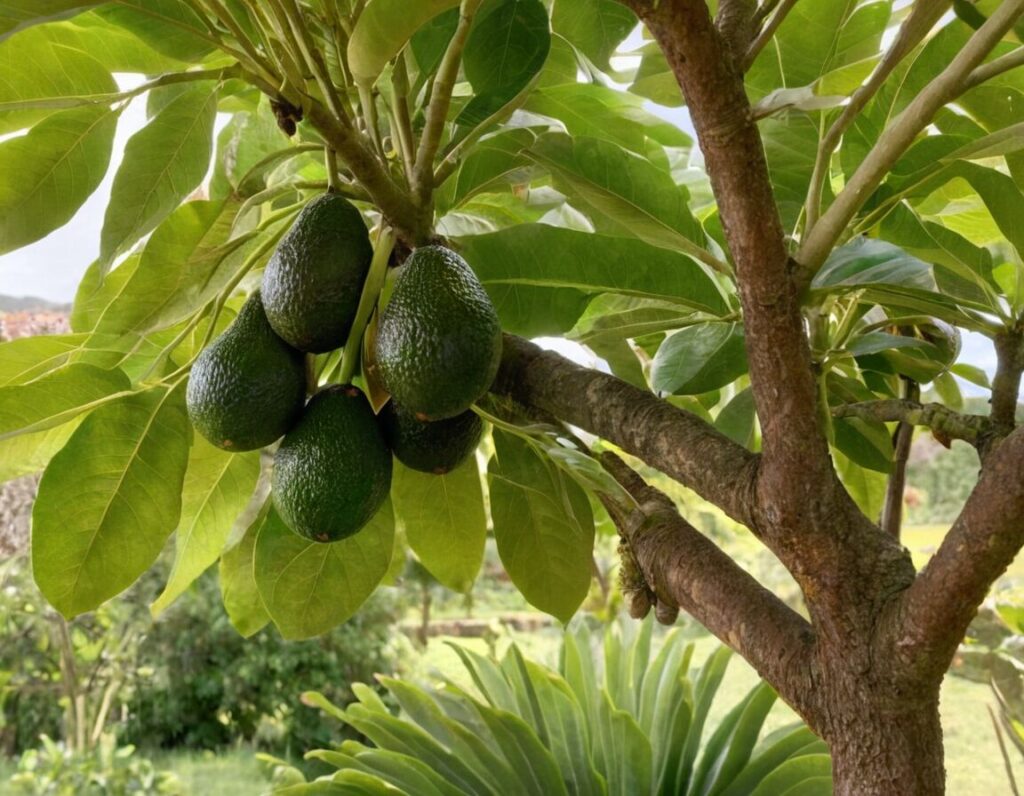 Avocadobaum ziehen: So gelingt der Anbau aus dem Kern