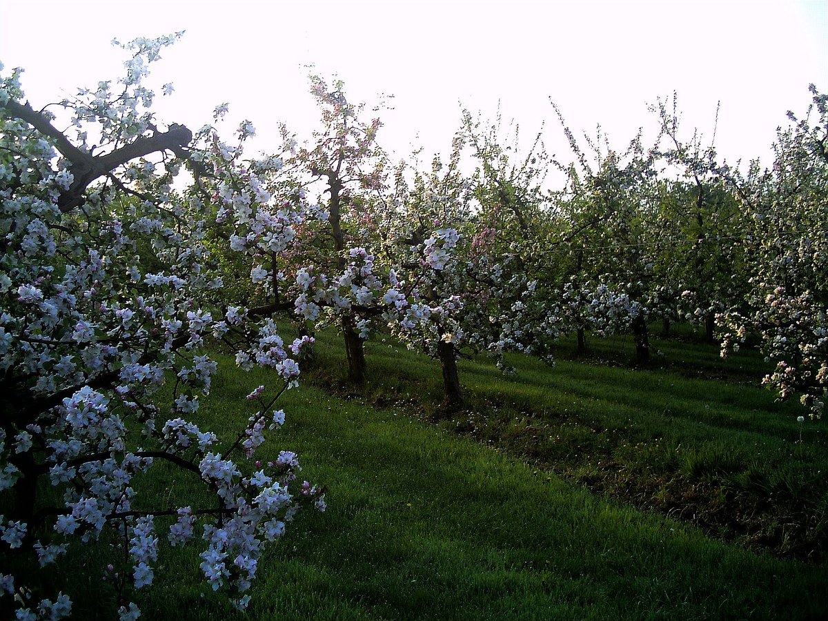 Apfelblüte im Frühjahr