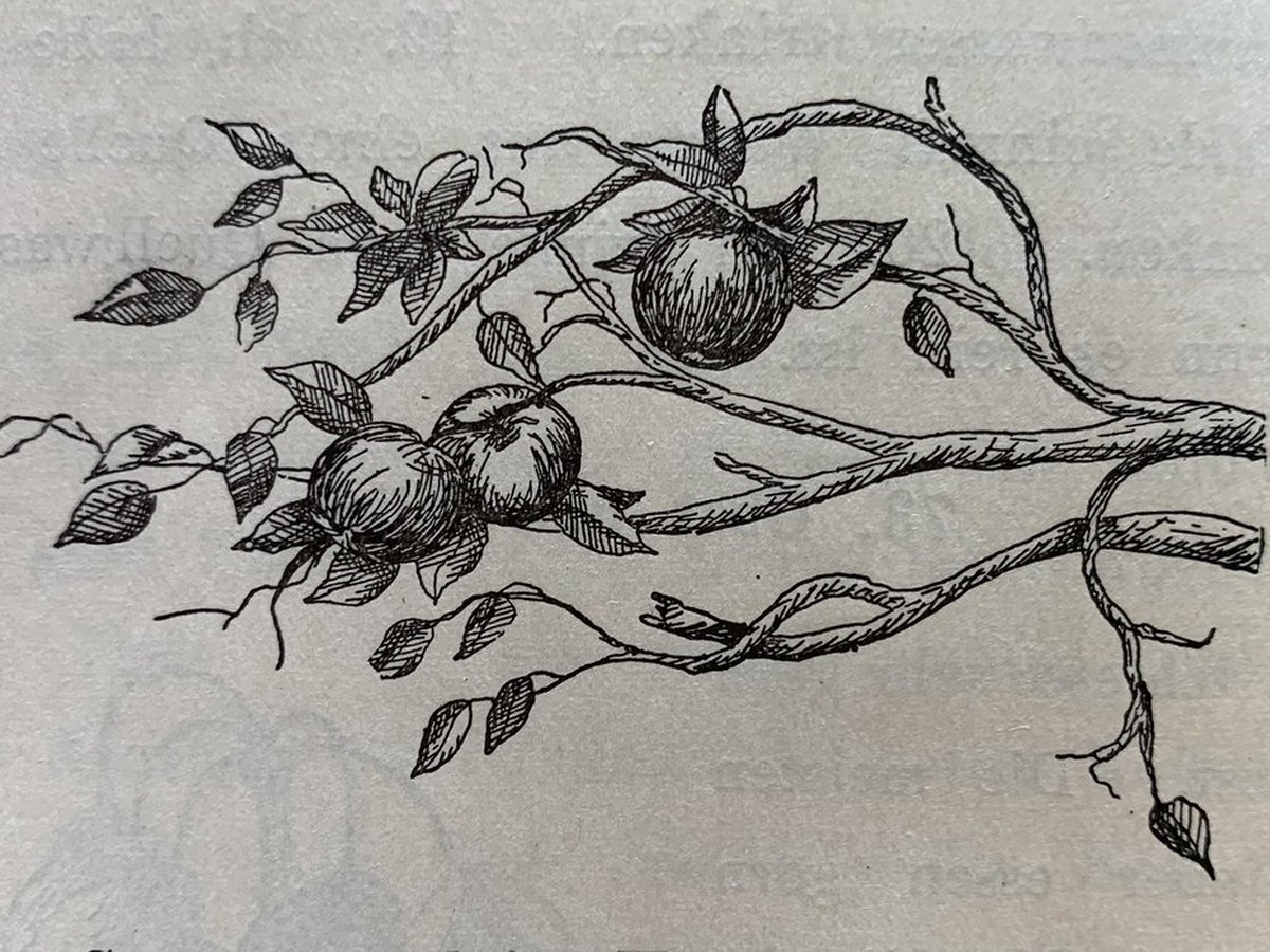 Äpfel am Baum