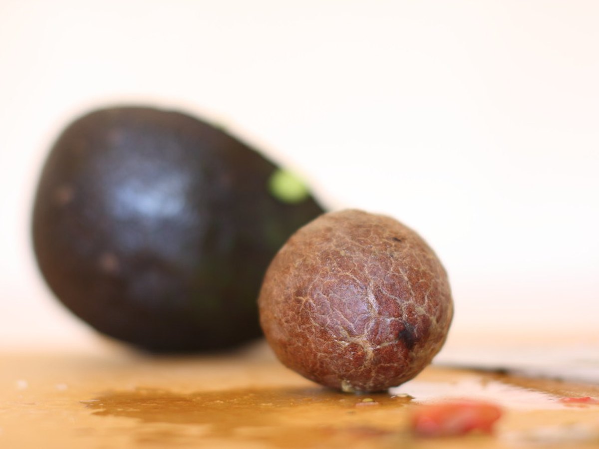Avocadokern