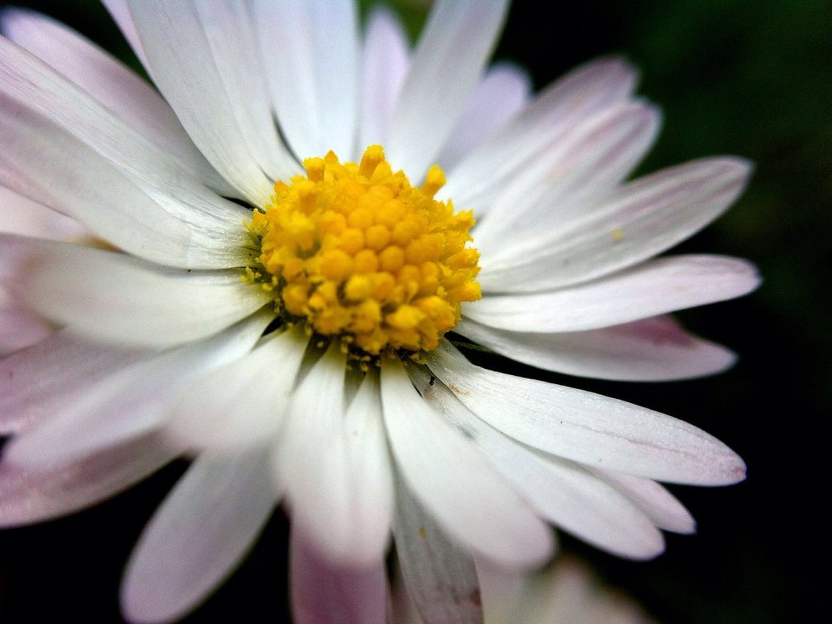 Nahaufnahme von verblühten Trieben, die mit einer Gartenschere zurückgeschnitten werden