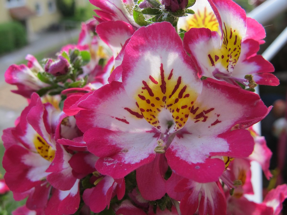 Blühende Bauernorchidee mit rosa Blüten in einem Balkonkübel
