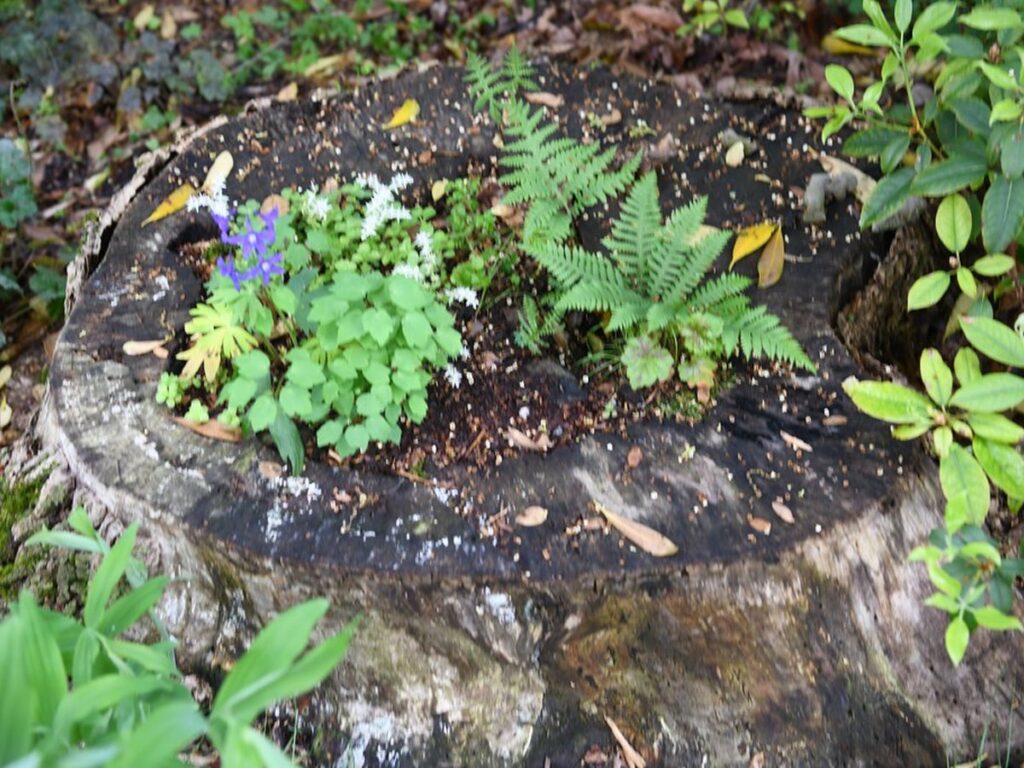 Alter Baumstumpf im Garten, bewachsen mit Moos und kleinen Farnen