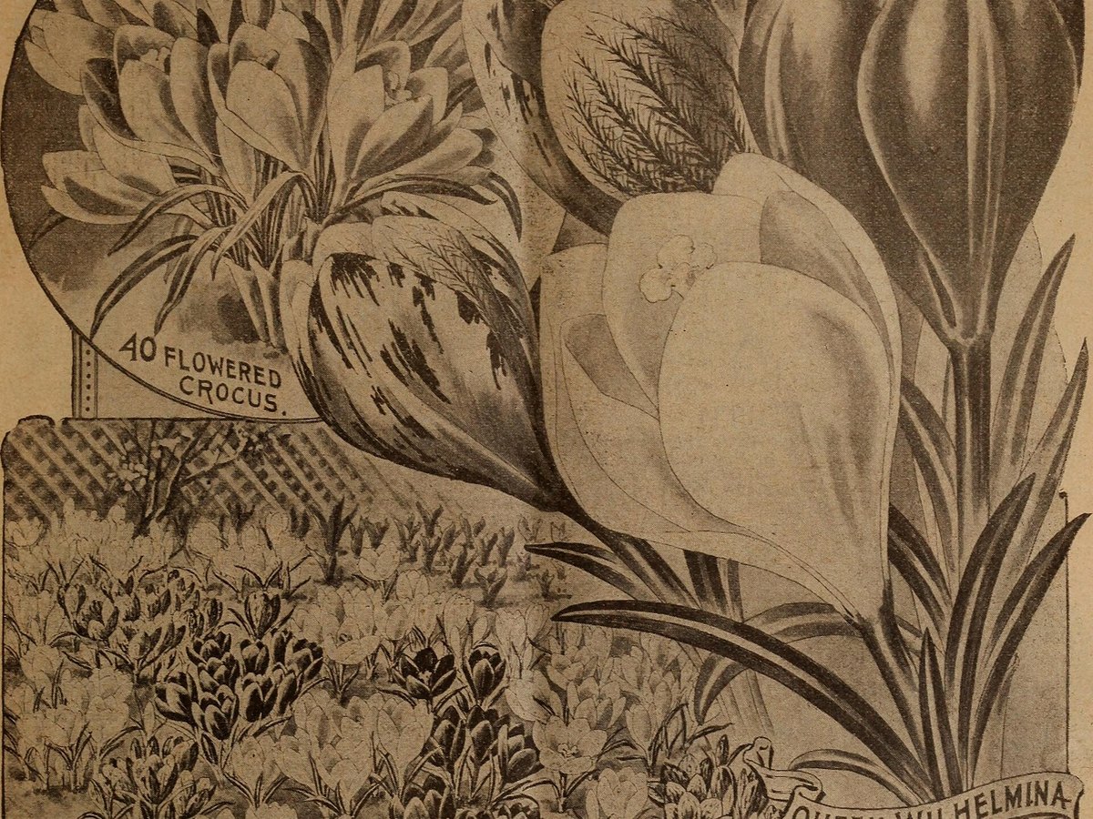 Mehrere Tulpenzwiebeln liegen bereit zum Einpflanzen