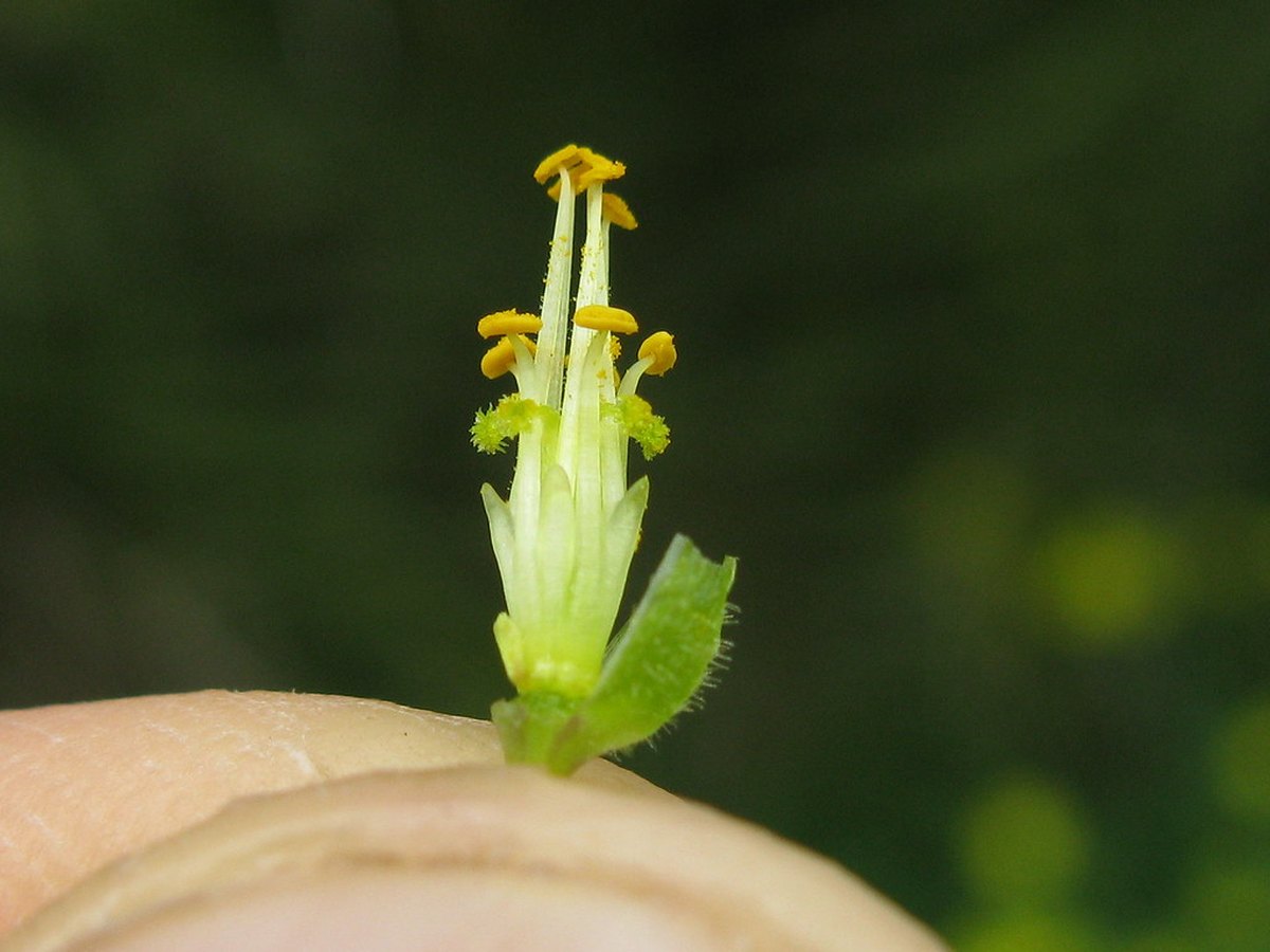 Hände setzen Blumenzwiebeln in aufgelockerte Gartenerde