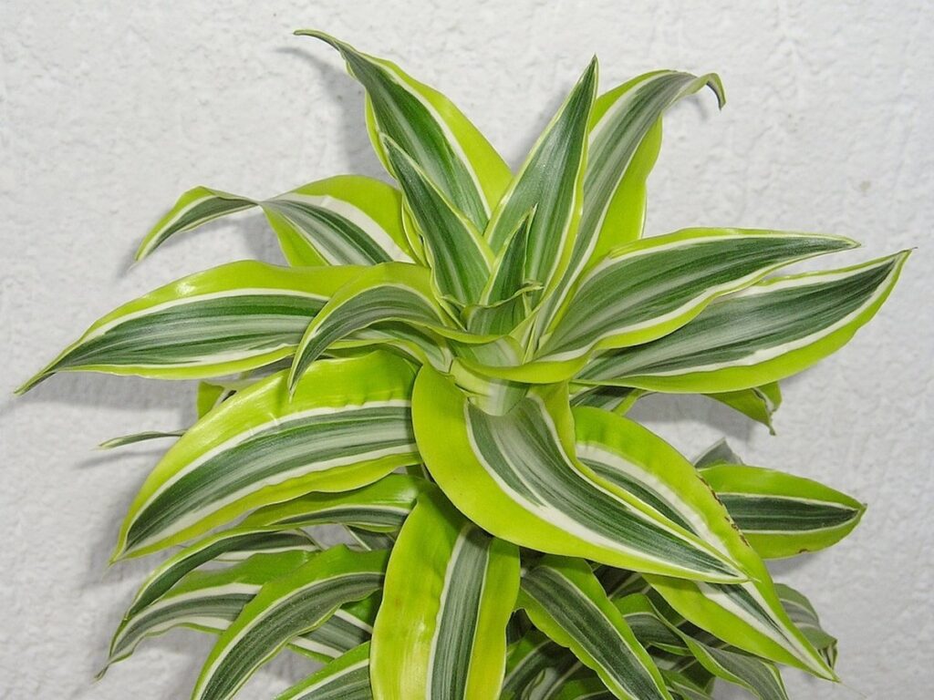 Drachenbaum in einem Zimmer