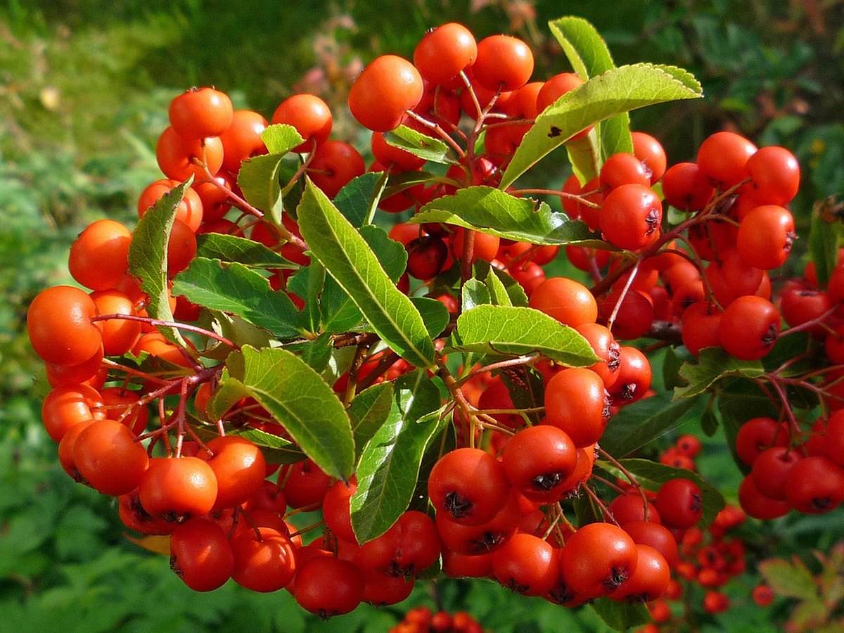 Nahaufnahme eines Eberesche-Astes mit roten Beeren