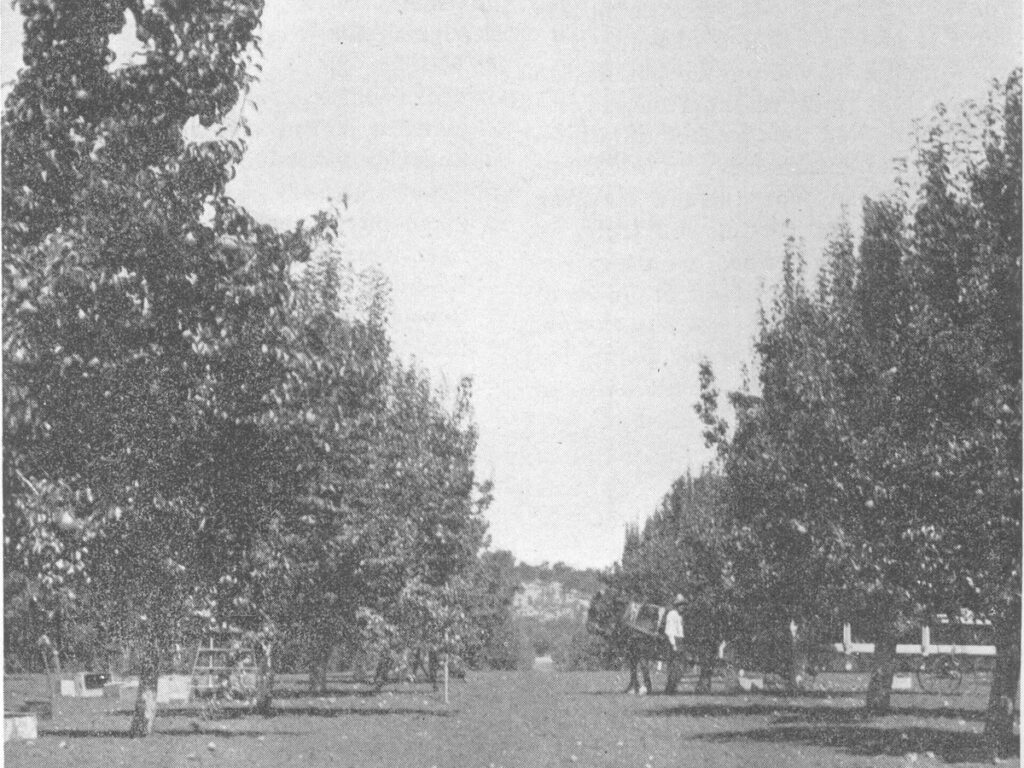Junger Obstbaum mit Leittrieb und Seitenästen beim Erziehungsschnitt