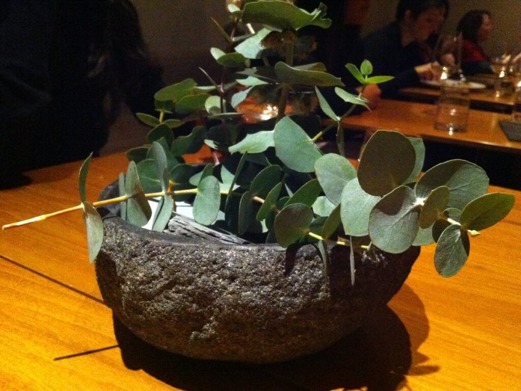 Eukalyptus in einem großen Topf auf einer Terrasse