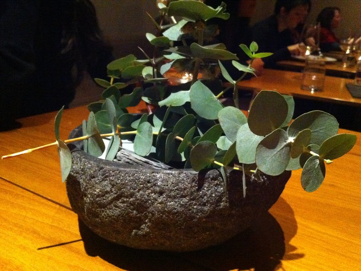 Eukalyptus in einem großen Topf auf einer Terrasse