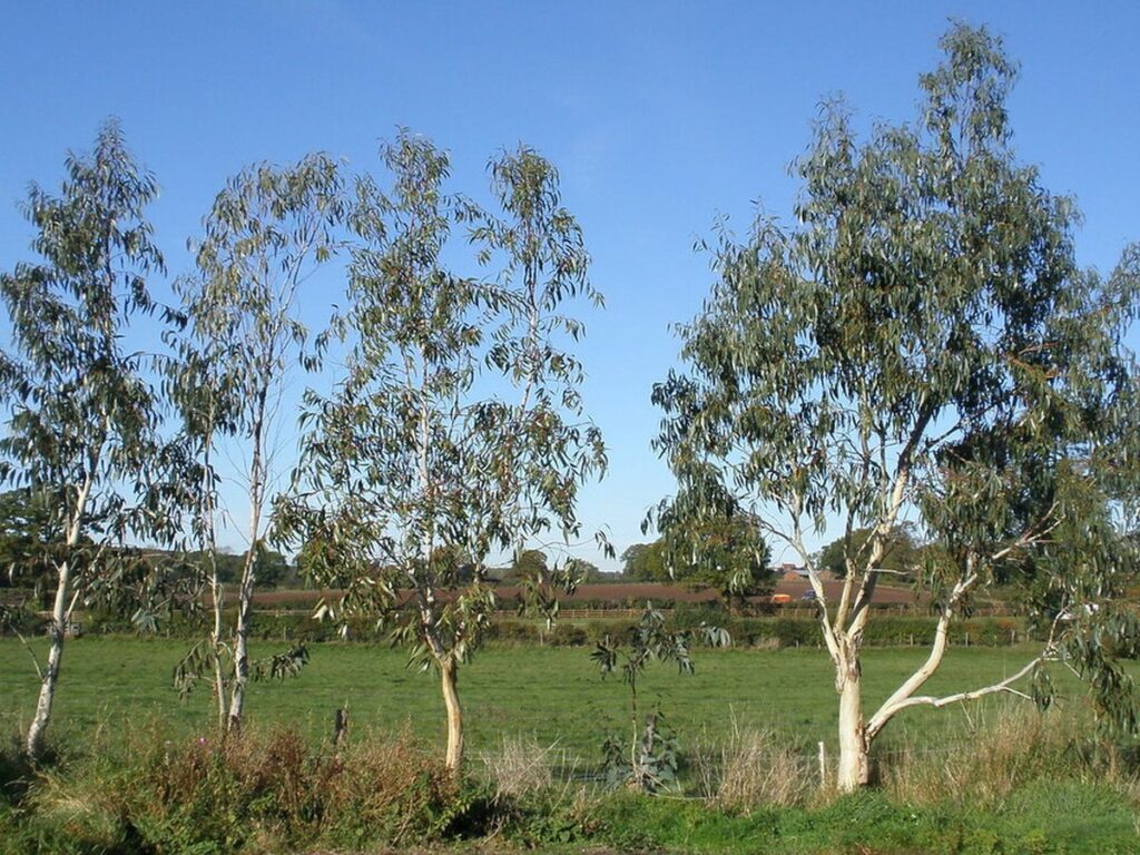 Eukalyptusbaum mit blaugrünen Blättern im Garten