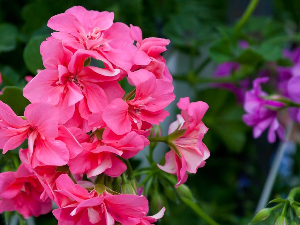 Pink blühende Geranien in Nahaufnahme