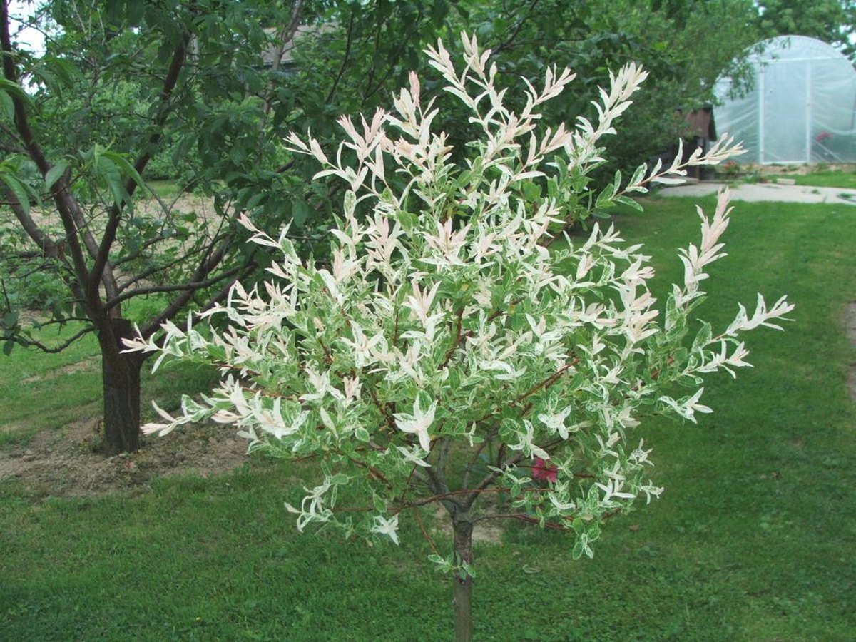 Harlekinweide mit rosa-weiß-grün panaschierten Blättern im Garten