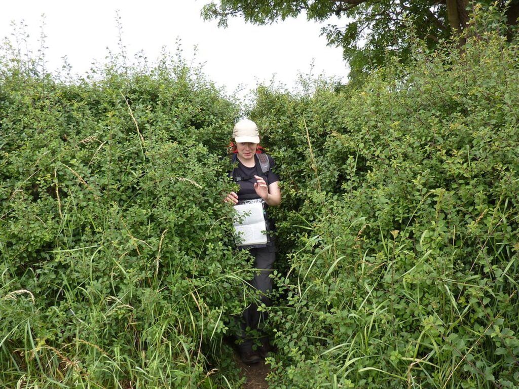 Stark zurückgeschnittene Hecke kurz über dem Boden im Winter