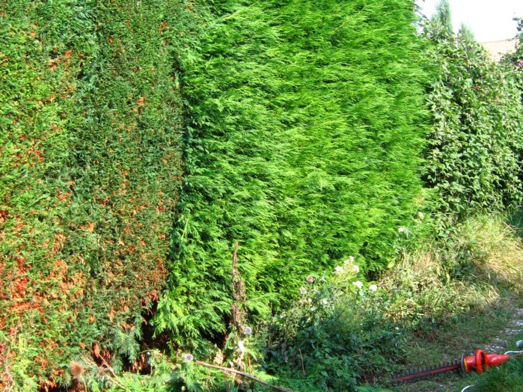 Elektrische Heckenschere liegt vor einer frisch geschnittenen Hecke