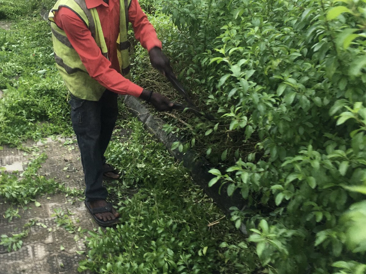 Gärtner schneidet eine hohe Hecke mit einer Heckenschere