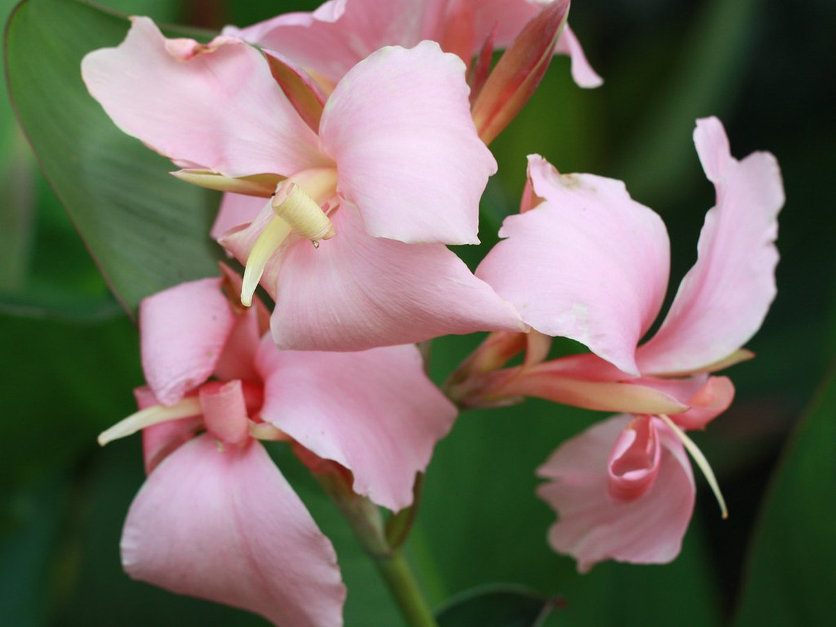 Ausgegrabene Canna-Rhizome zur Überwinterung