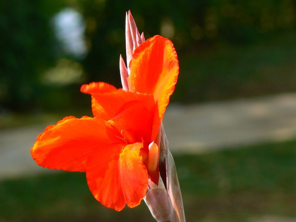 Blühendes Indisches Blumenrohr mit roten Blüten im Beet