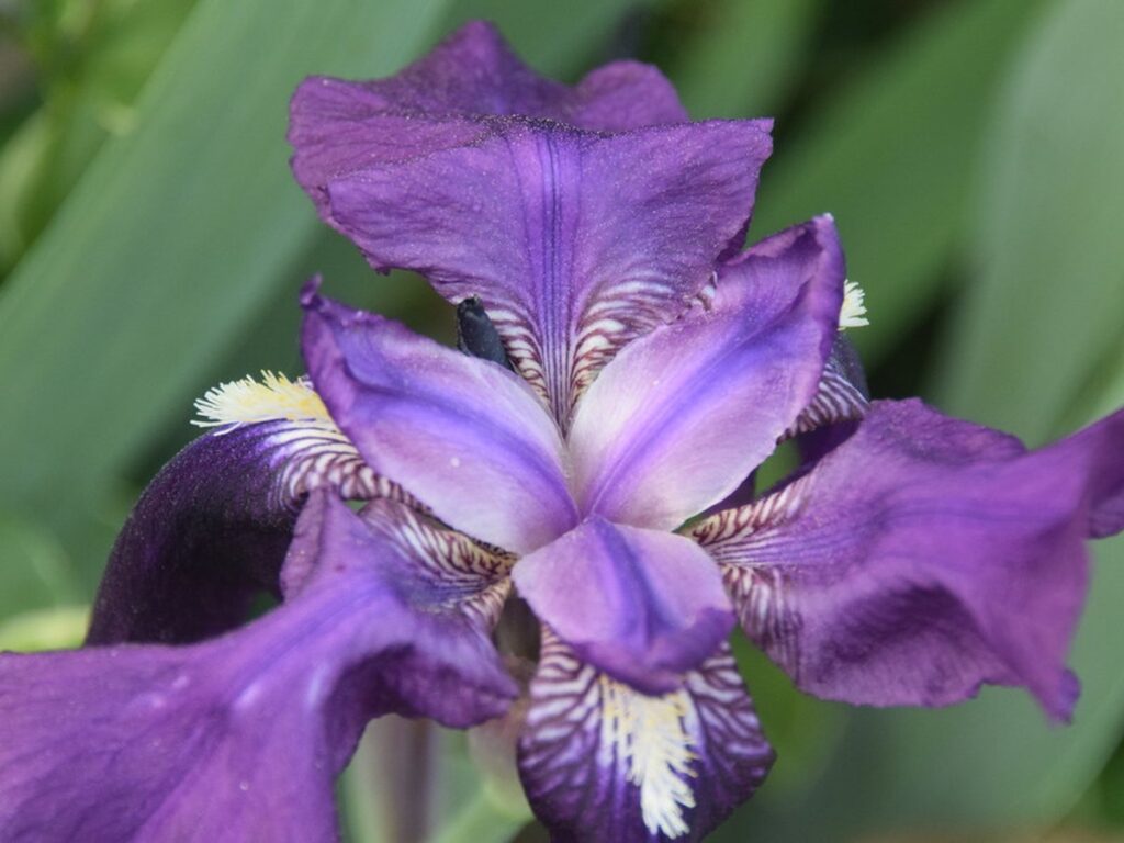 Blühende Iris