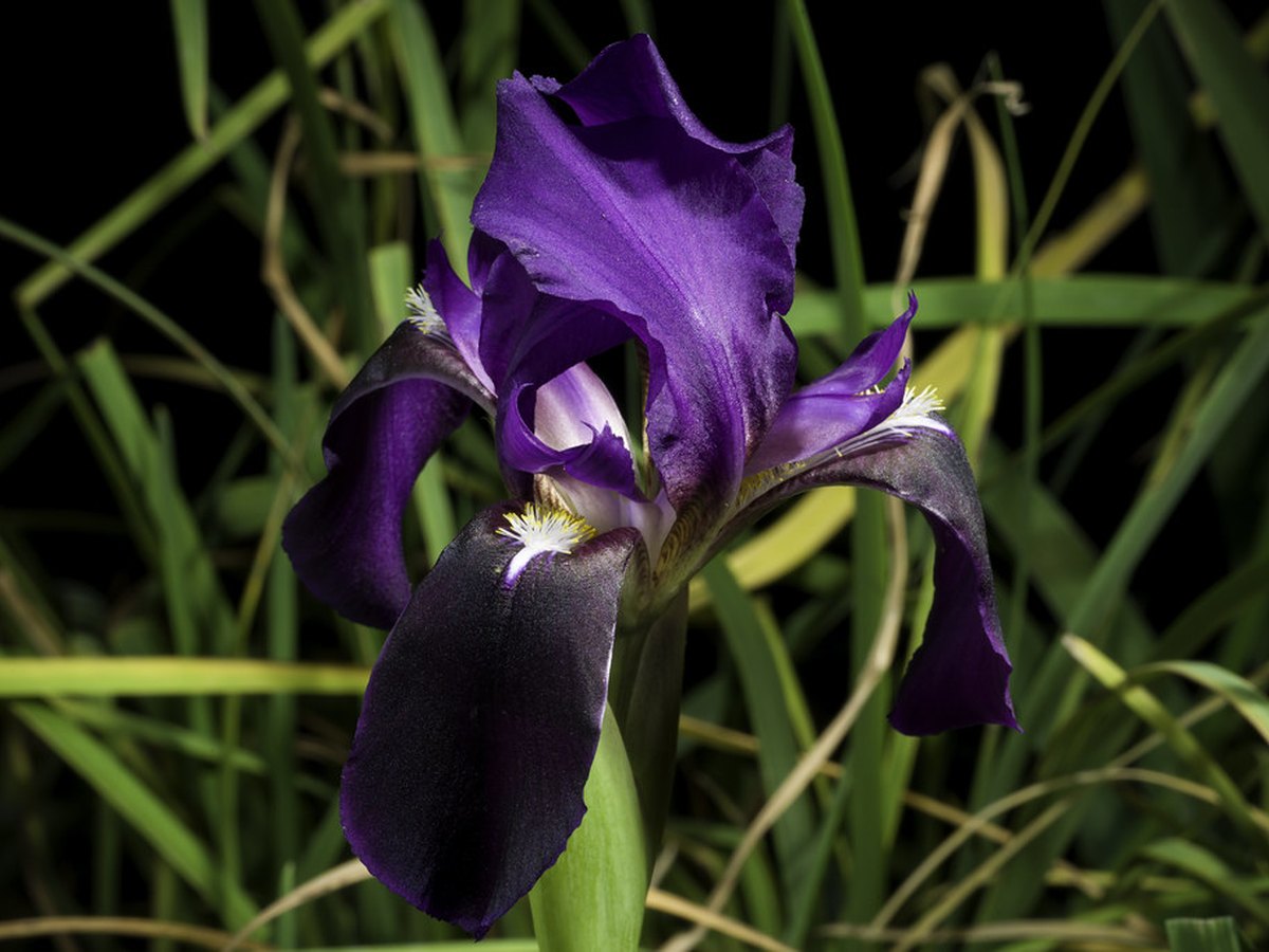 Rhizom einer Iris