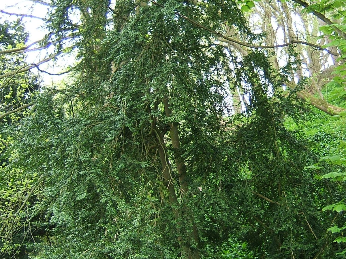Nahaufnahme von Buchs und Heidekraut in einem Grabbeet
