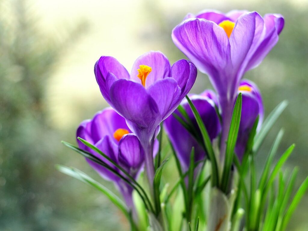 Violette Krokusse blühen im zeitigen Frühjahr im Gras