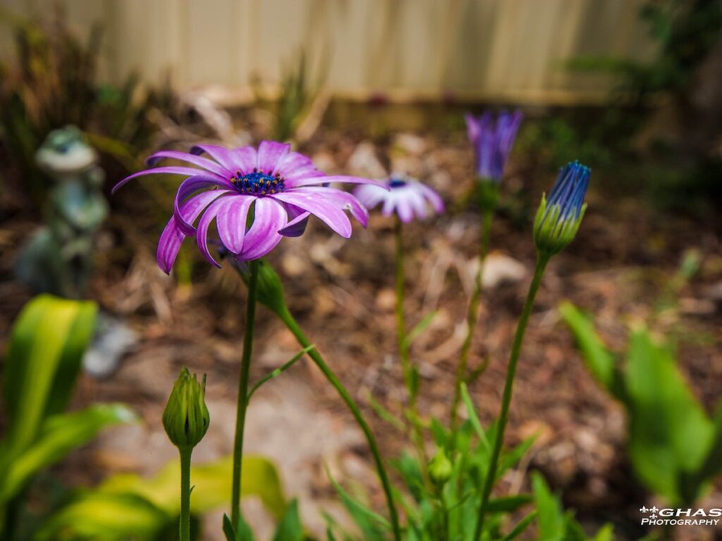 Lila blühende Stauden im Garten