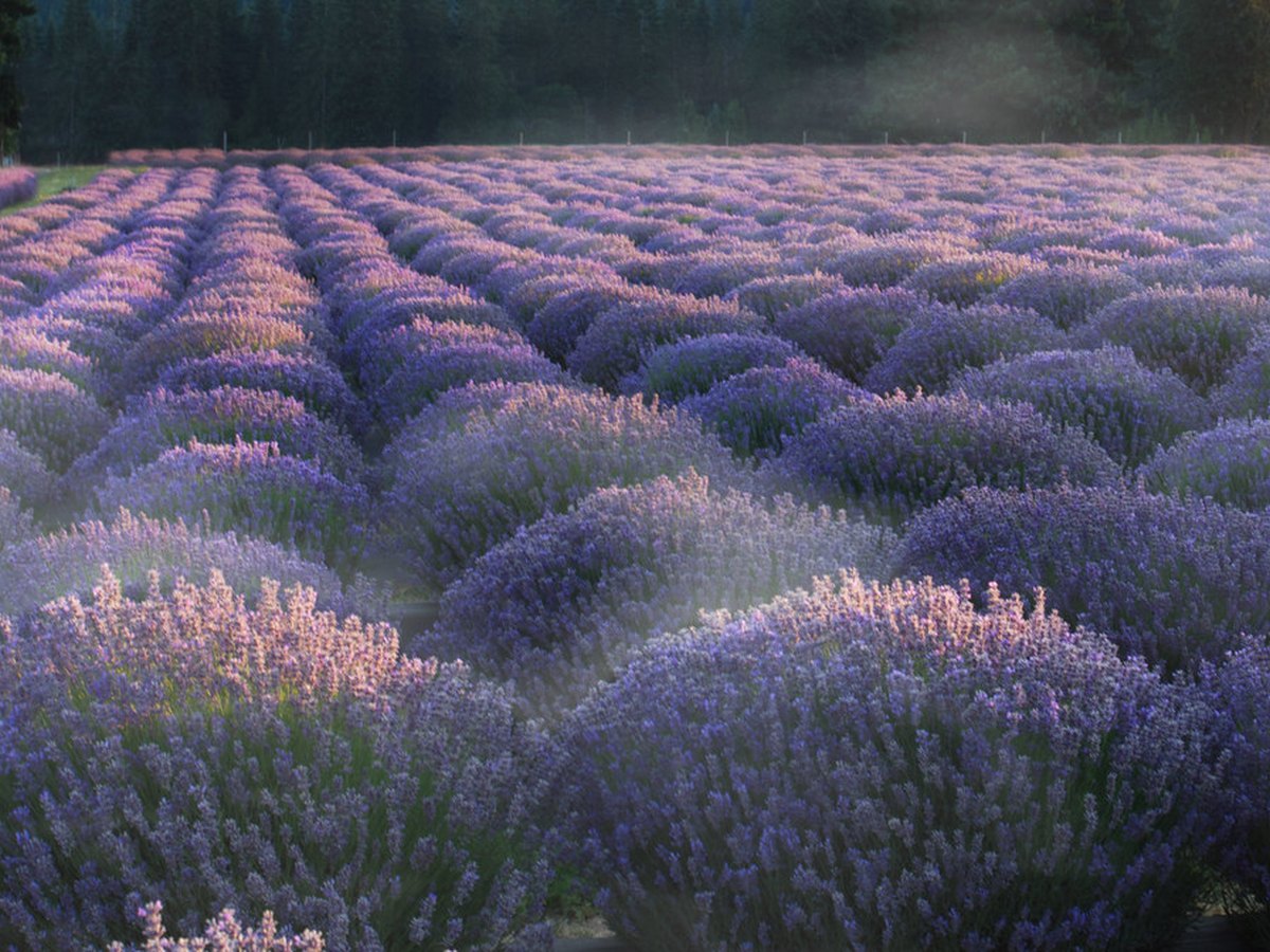 Blühender Lavendel