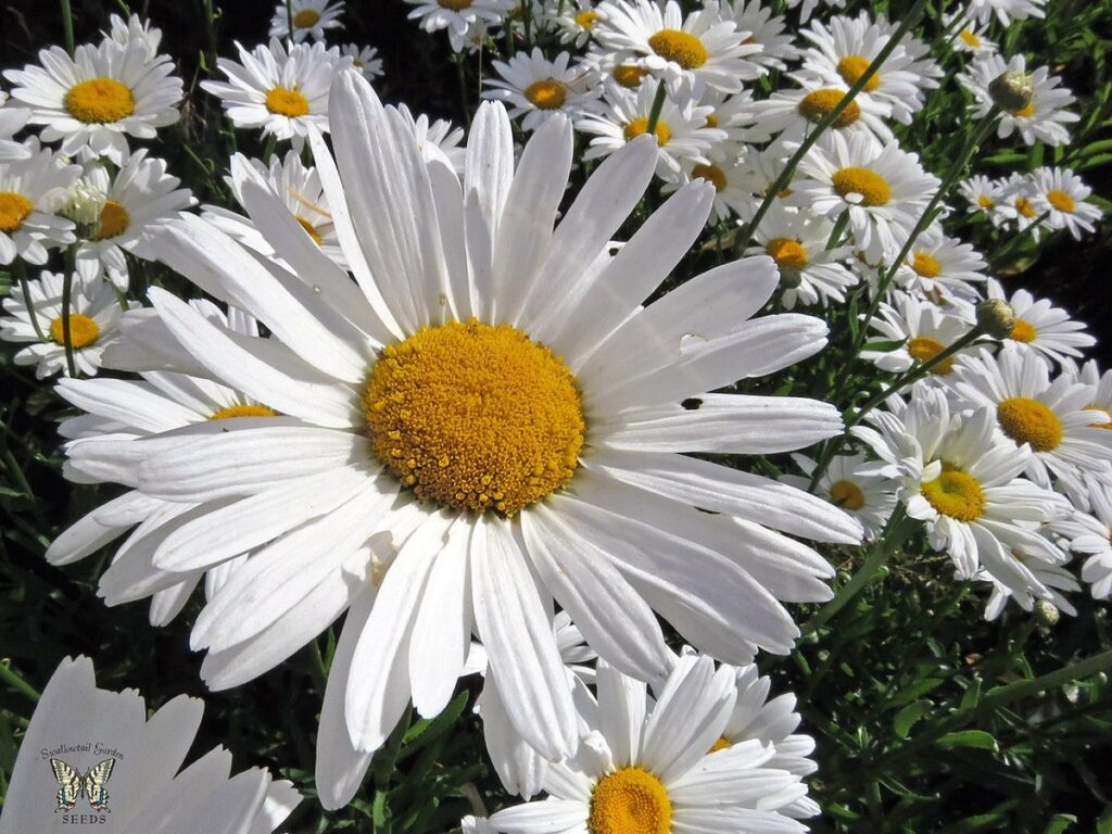 Nahaufnahme weiß blühender Margeriten im Beet