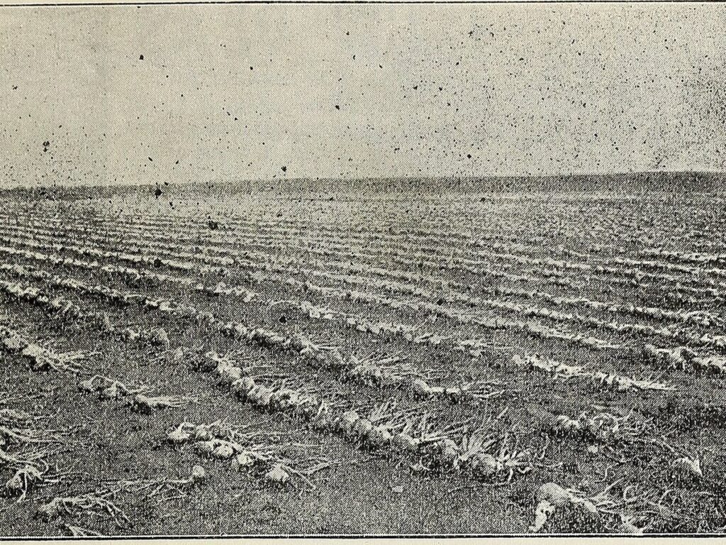 Barnard's market gardeners' price list of seeds and gardening tools (1900) (20165478670)