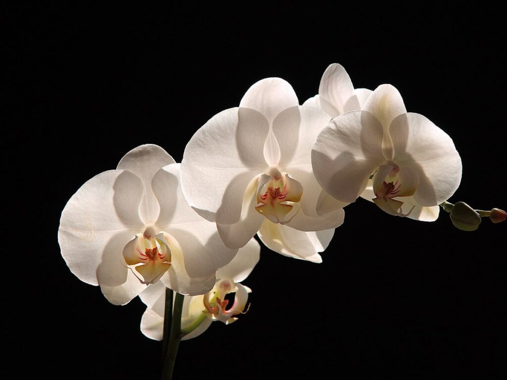 Blühende Phalaenopsis-Orchidee