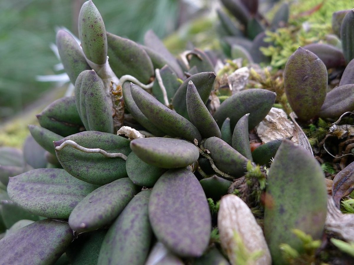 Nahaufnahme von Orchideenblättern mit hellen Verbrennungsflecken