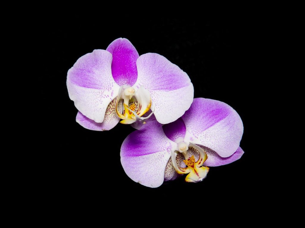 Orchidee mit rosa Blüten steht auf einer hellen Fensterbank