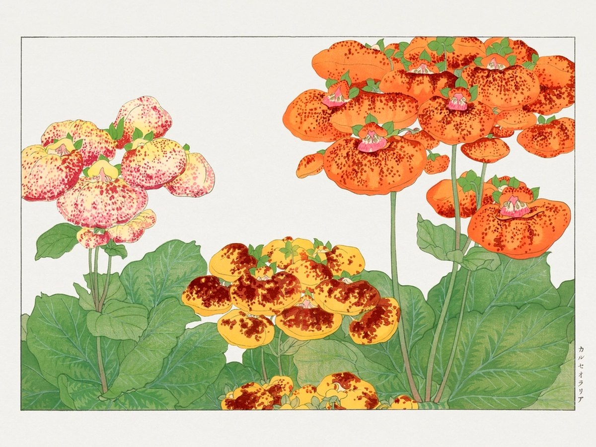 Nahaufnahme einer Pantoffelblume mit typischer pantoffelförmiger Blüte