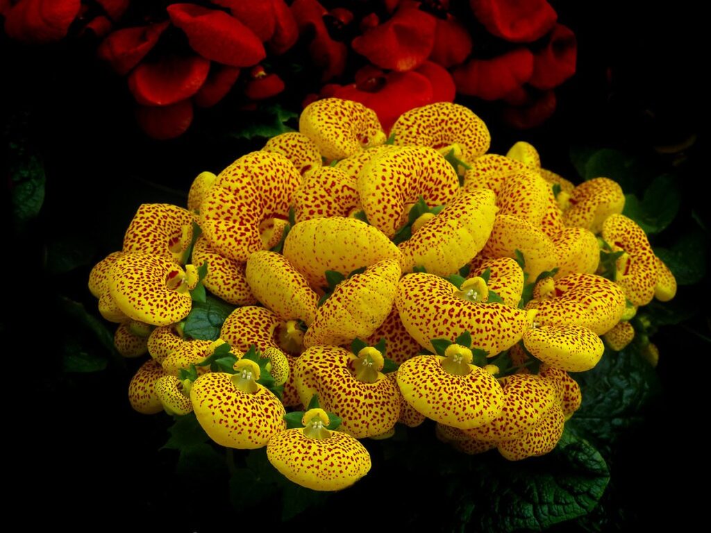 Blühende Pantoffelblume mit gelb-orangen Blüten in einem Topf