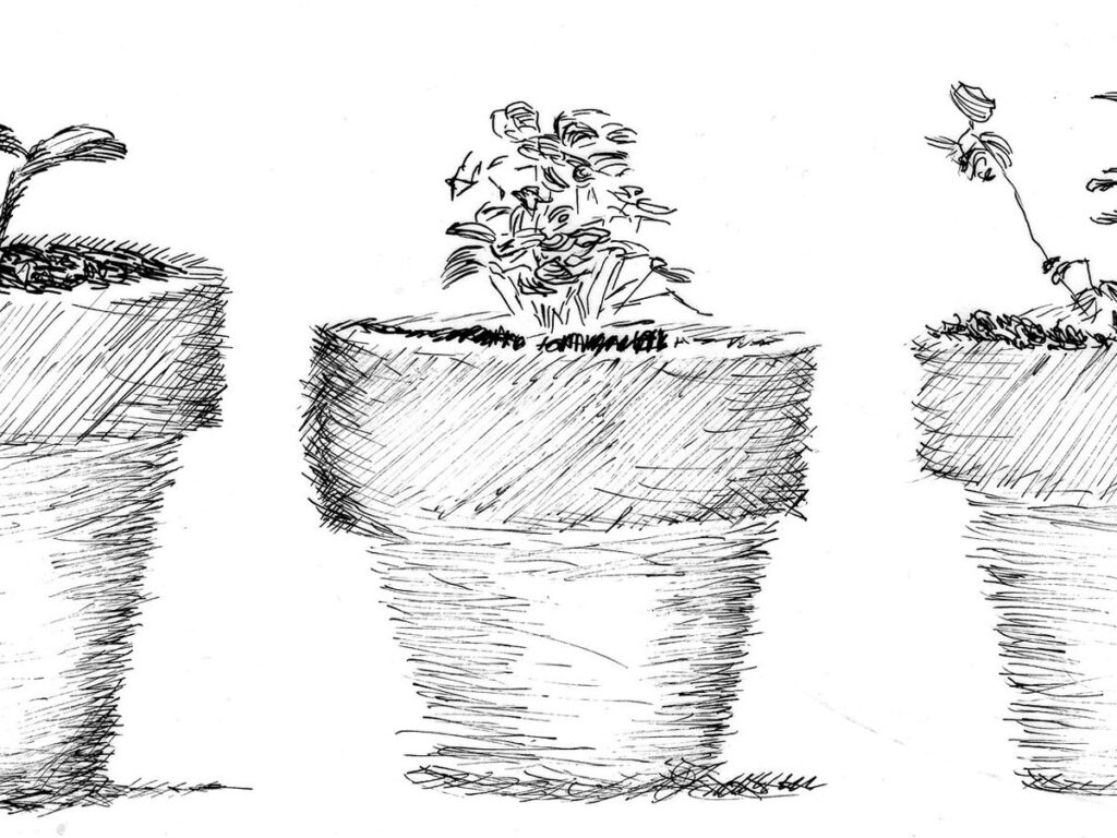 3 pots w seedlings
