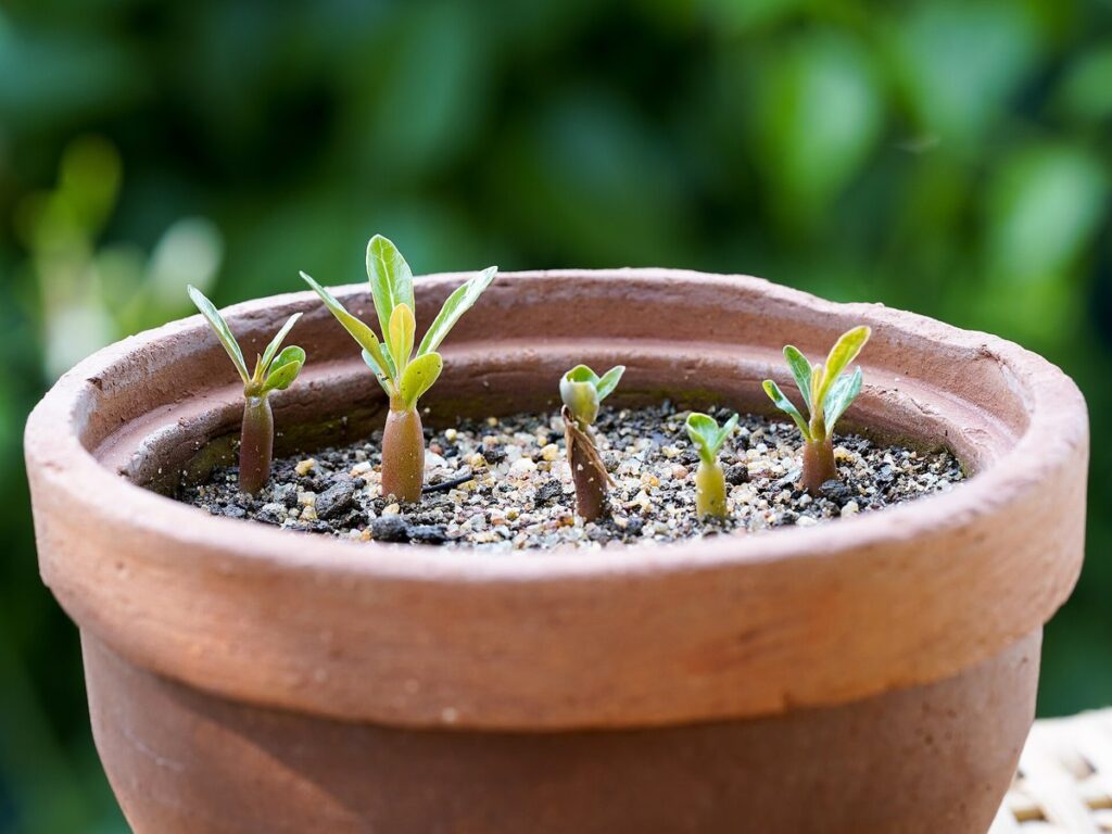 Adenium Seedlings Pot Side 18day Uthandi Aug21 A7C 00853