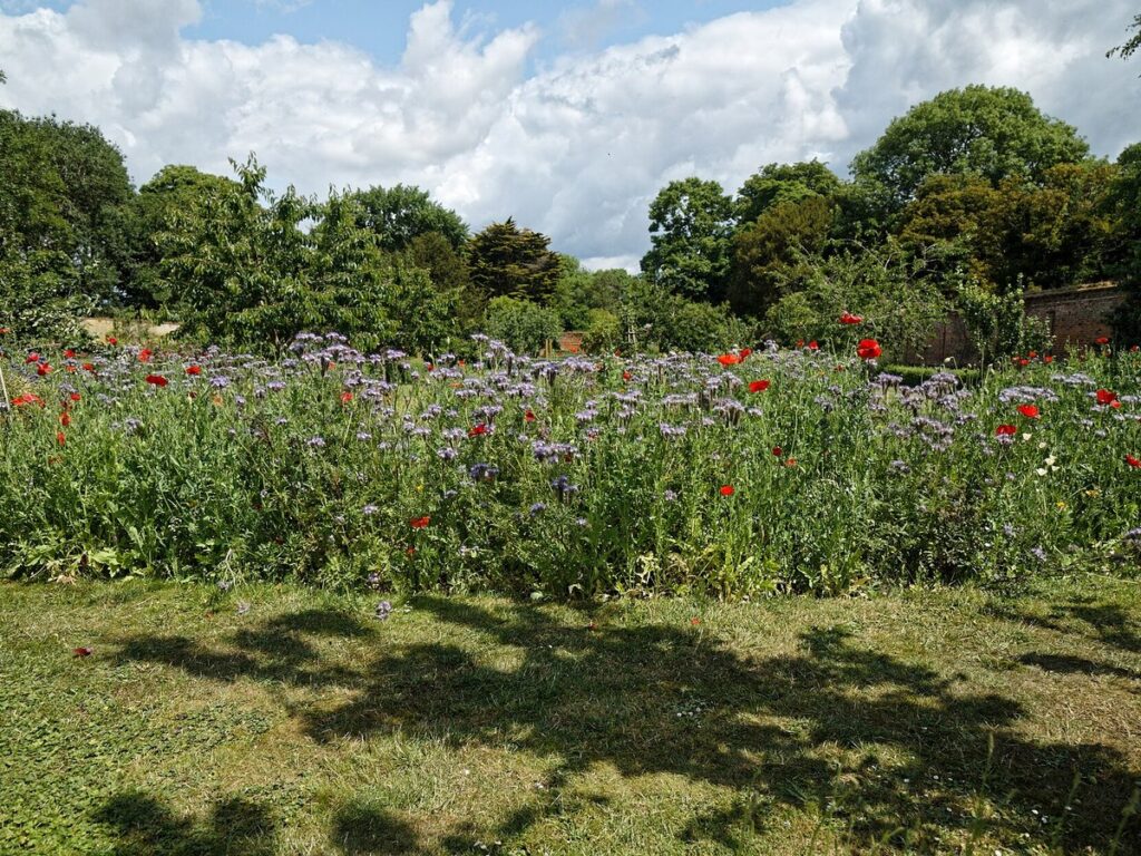 Easton Lodge Gardens walled garden wild flower bed Little Easton Essex England 01