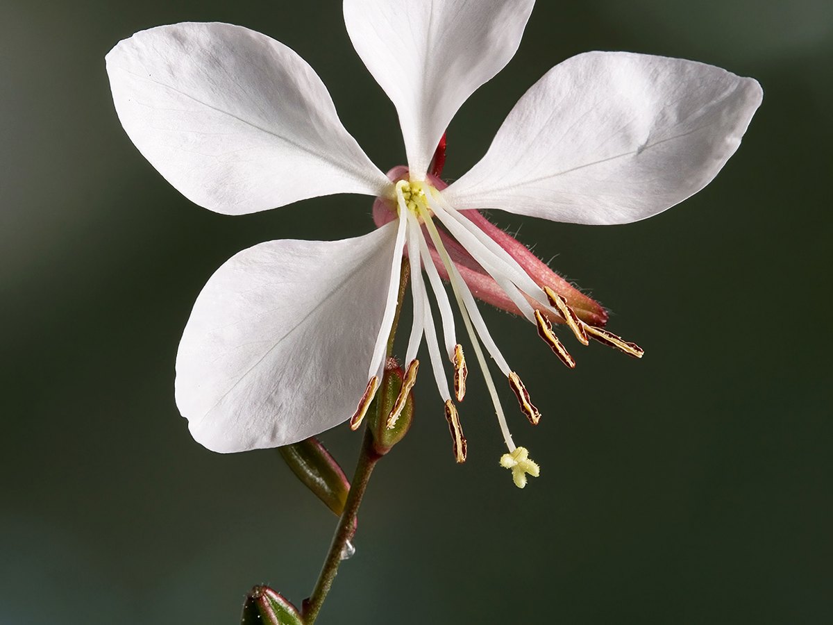 Nahaufnahme einer Prachtkerzenblüte in Weiß und Rosa