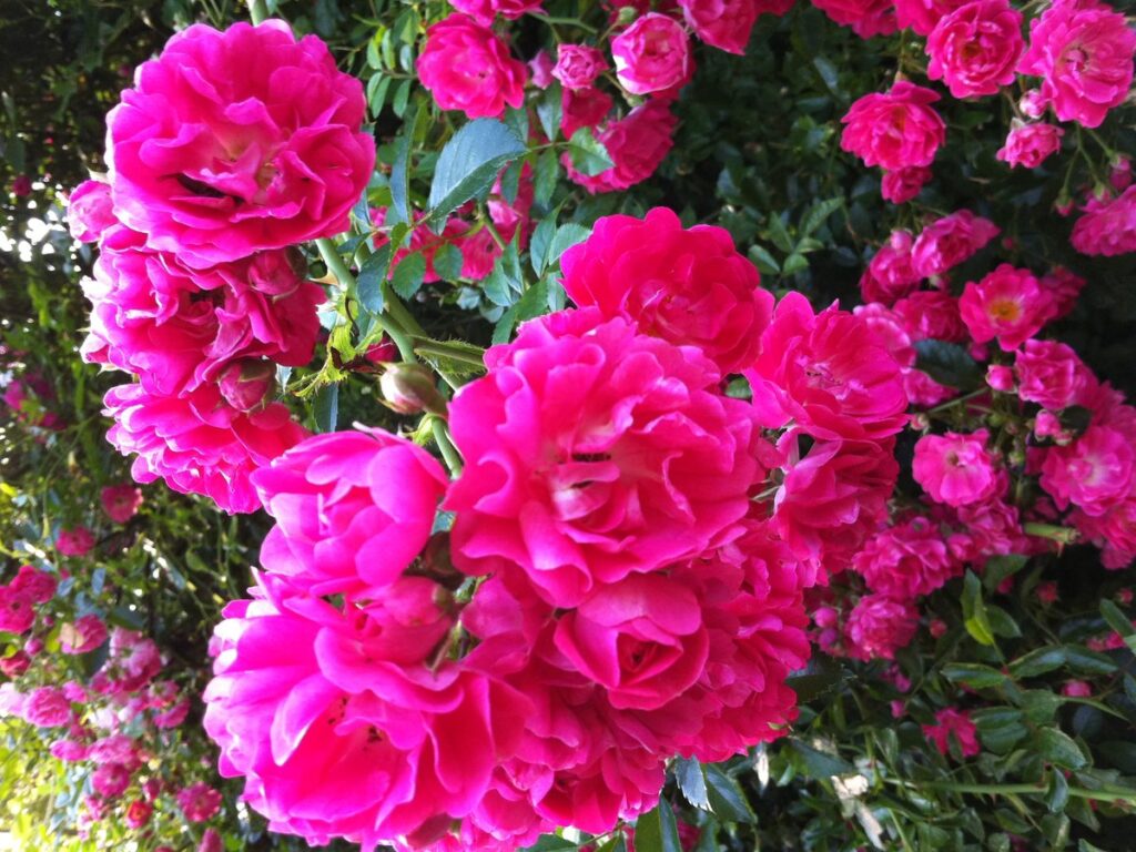 Rambler-Rose rankt an einer Holzpergola im Garten
