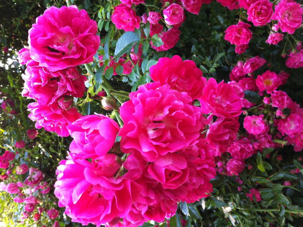 Rambler-Rose rankt an einer Holzpergola im Garten