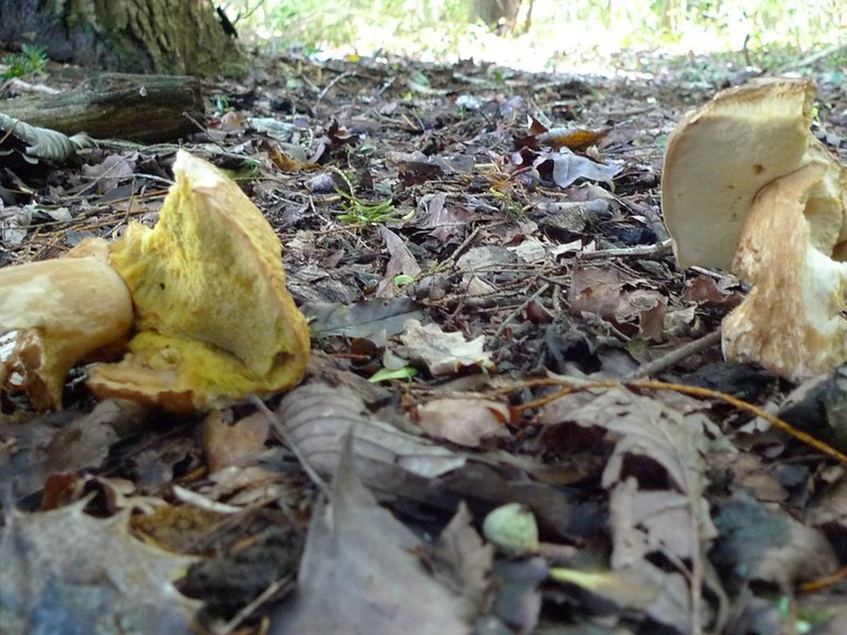 Fraßschäden einer Schnecke an einem Salatblatt
