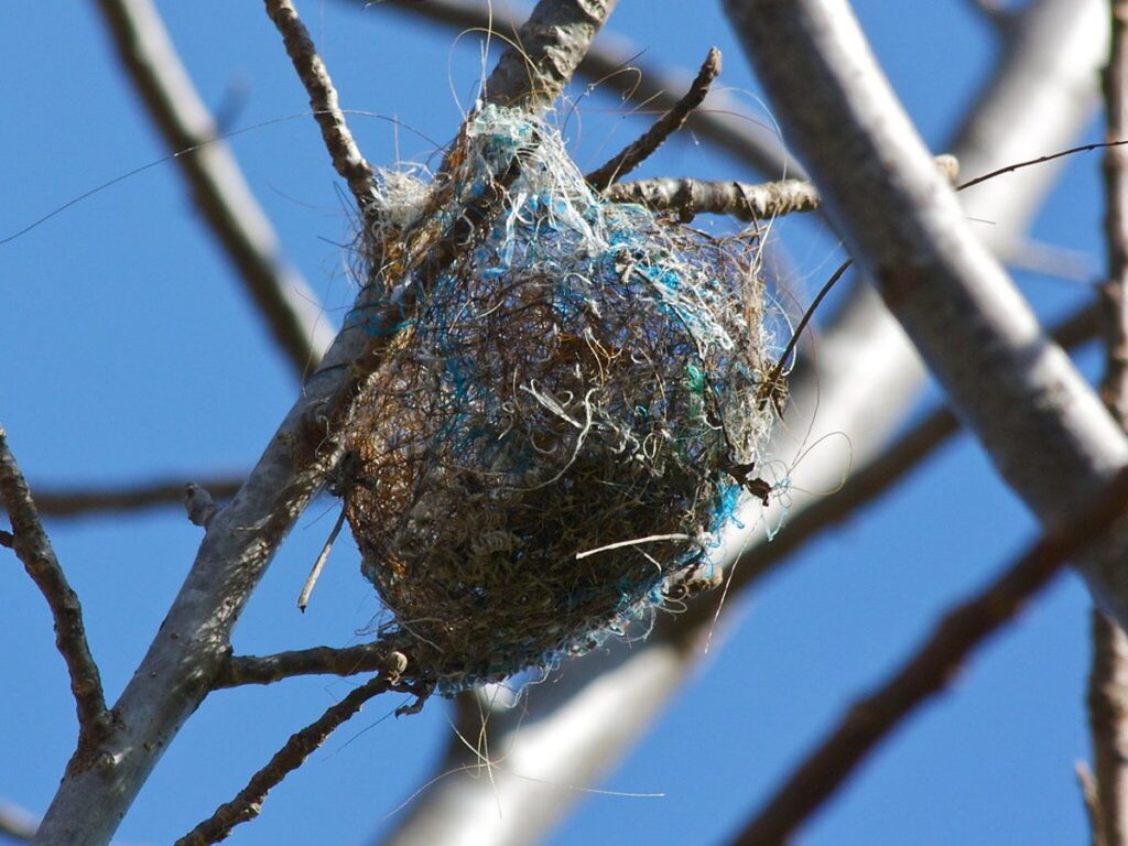 Ein Vogelnest versteckt sich zwischen den dichten Zweigen einer Hecke