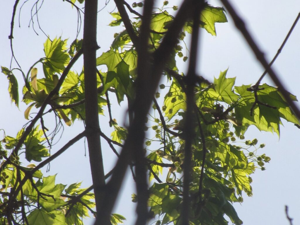 Belaubte Ahornzweige mit jungen Flügelfrüchten gegen den Himmel
