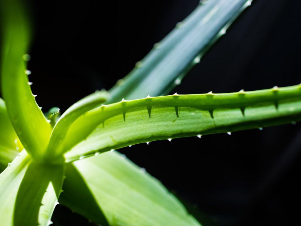 Nahaufnahme der fleischigen, gezackten Blätter einer Aloe-vera-Pflanze