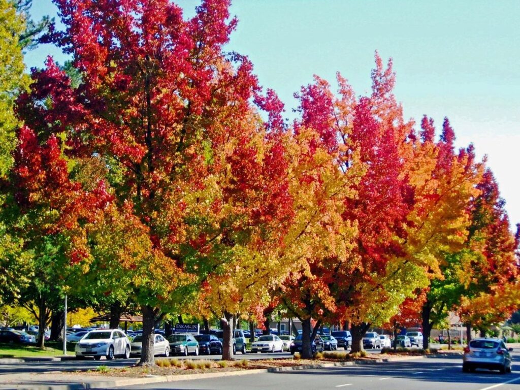 Amberbaum mit sternförmigen Blättern in leuchtender Herbstfärbung