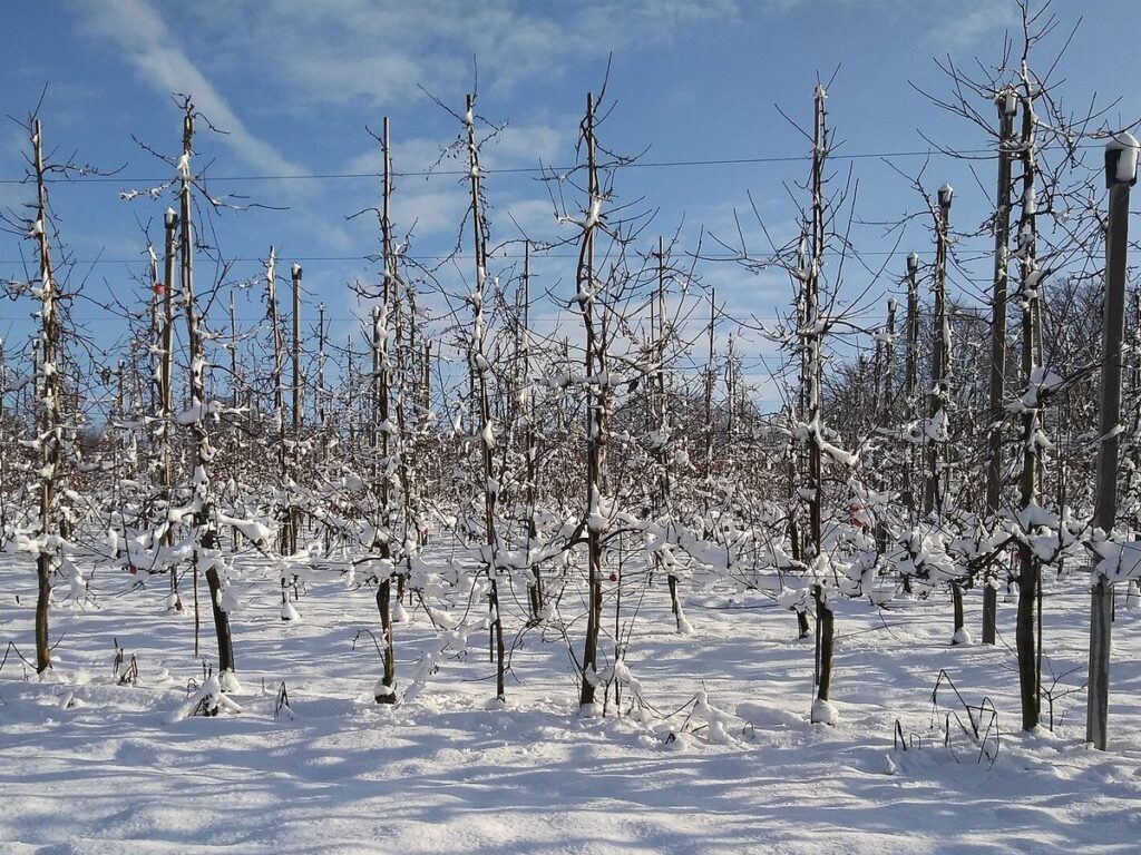 Verschneite Apfelplantage im Winter mit kahlen, beschnittenen Baumreihen