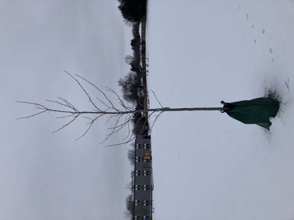 Frisch gepflanzter junger Baum mit Stamm-Bewässerungssack im Schnee