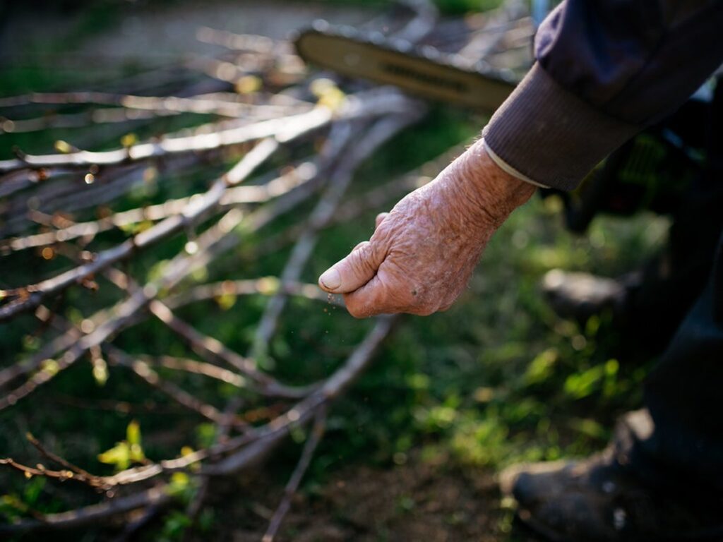 Eine Hand greift nach frisch geschnittenen Ästen bei der Gehölzpflege im Garten