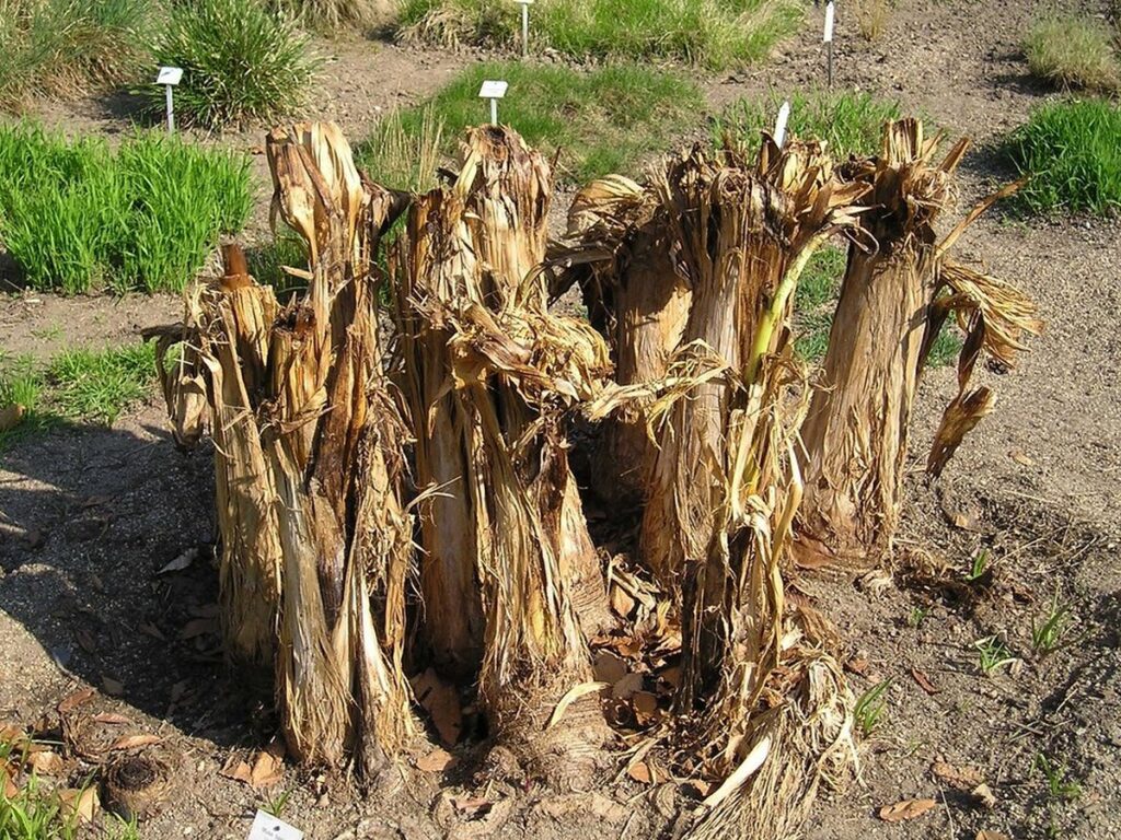 Bananenstaude mit großen grünen Blättern im Garten